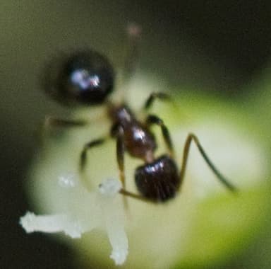 Nylanderia faisonensis photo 80
