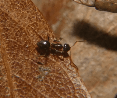 Nylanderia faisonensis photo 99