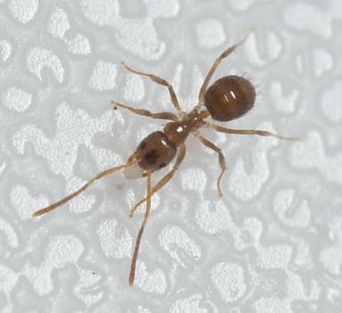 Nylanderia faisonensis photo 117