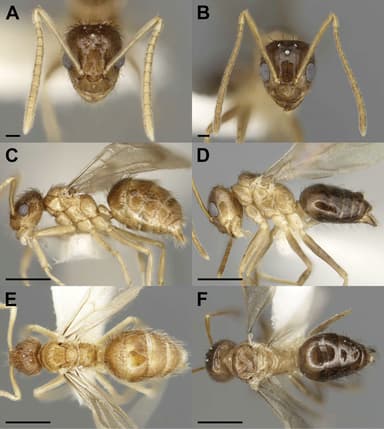 Nylanderia faisonensis photo 1