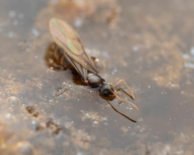 Nylanderia flavipes photo 14
