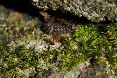 Nylanderia flavipes photo 1