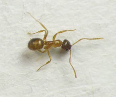 Nylanderia flavipes photo 3