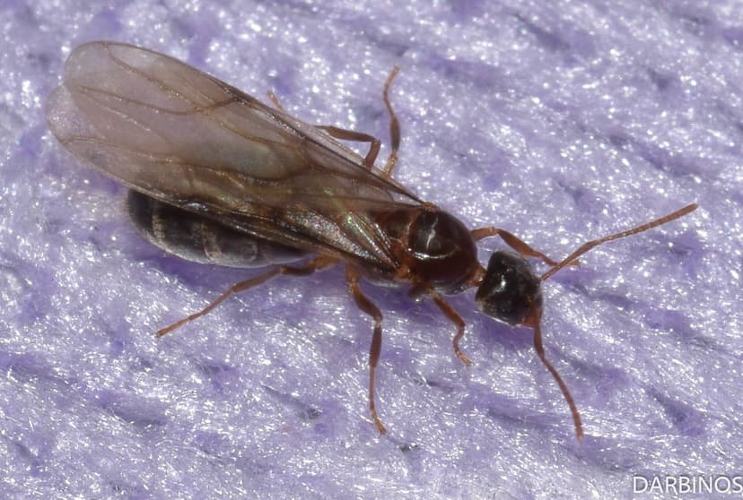 Nylanderia jaegerskioeldi photo 1