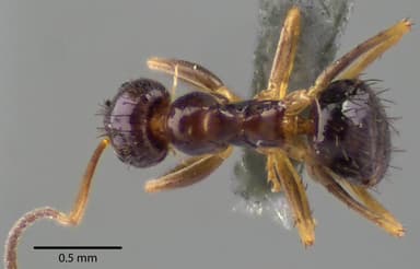 Nylanderia parvula photo 2