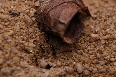 Nylanderia parvula photo 4