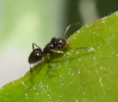 Nylanderia parvula photo 6