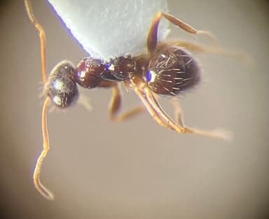 Nylanderia parvula photo 19