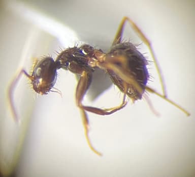 Nylanderia parvula photo 20