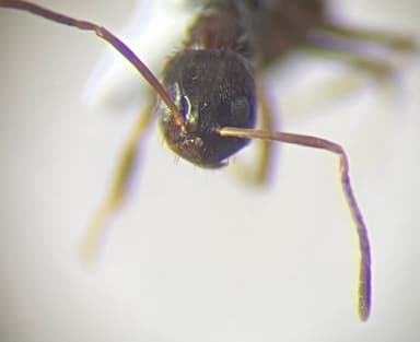 Nylanderia parvula photo 21