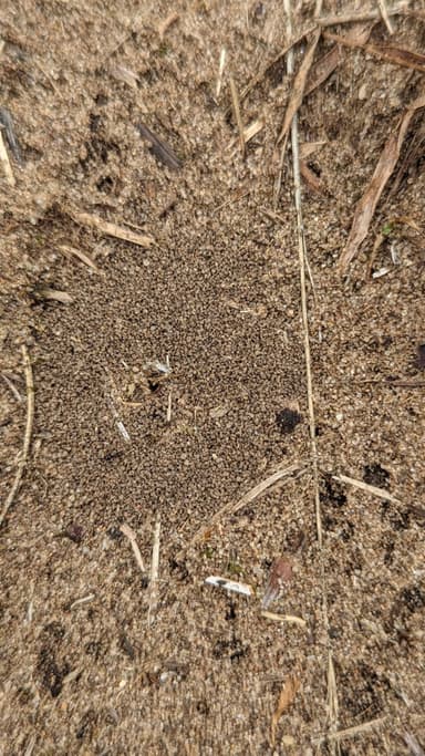 Nylanderia parvula photo 22