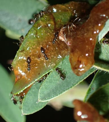 Nylanderia parvula photo 25