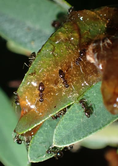 Nylanderia parvula photo 26