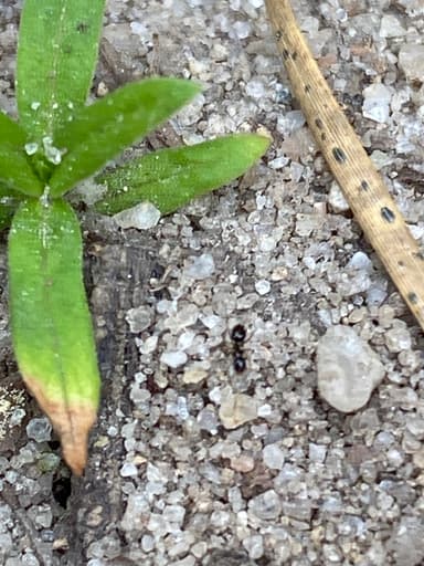 Nylanderia parvula photo 30
