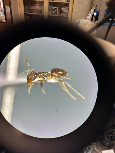 Nylanderia parvula photo 31