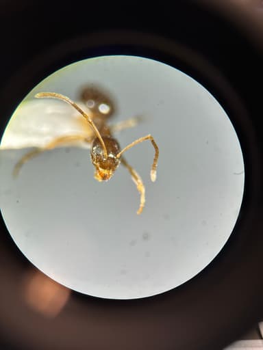 Nylanderia parvula photo 32