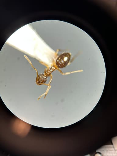 Nylanderia parvula photo 33