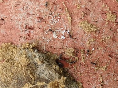 Nylanderia parvula photo 35