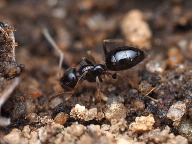 Nylanderia parvula — worker photo 43