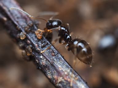 Nylanderia parvula — worker photo 44