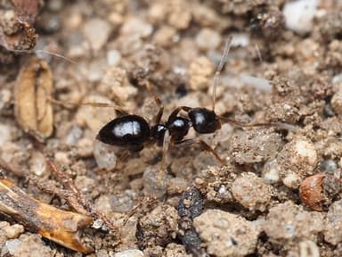 Nylanderia parvula — worker photo 45