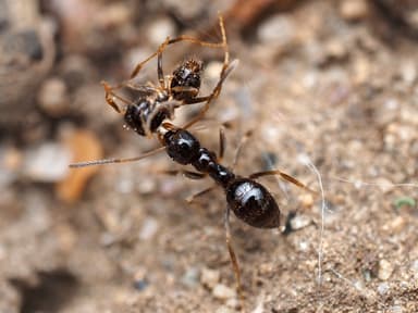 Nylanderia parvula — worker photo 46