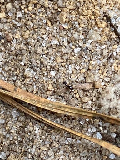 Nylanderia parvula photo 50