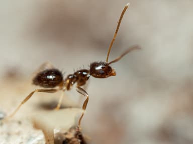 Nylanderia parvula photo 56