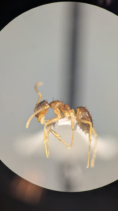 Nylanderia parvula photo 60