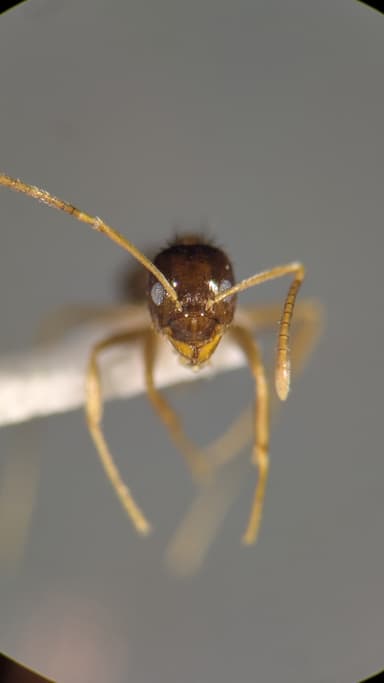 Nylanderia parvula photo 61