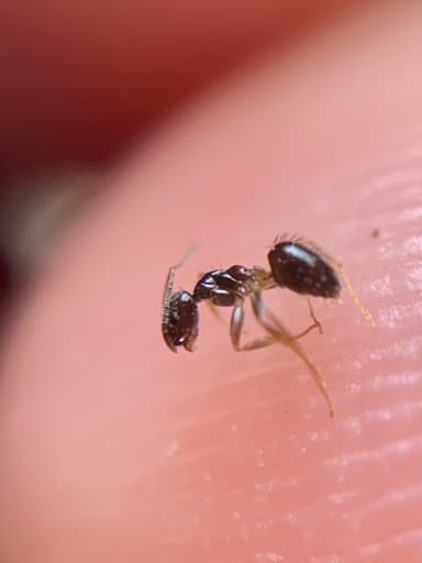 Nylanderia parvula photo 62