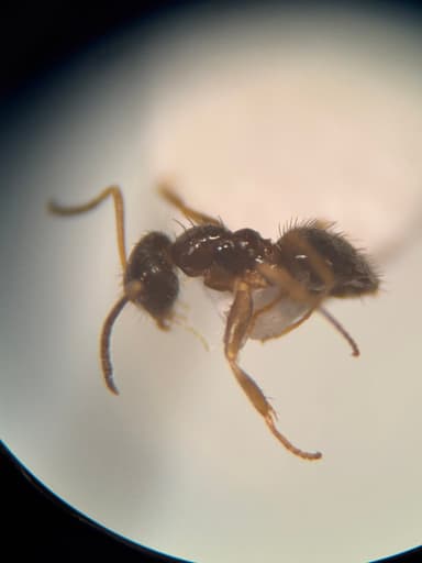 Nylanderia parvula photo 66