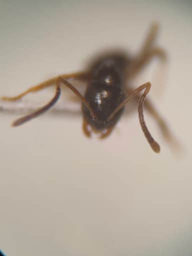 Nylanderia parvula photo 67