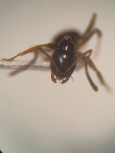 Nylanderia parvula photo 68