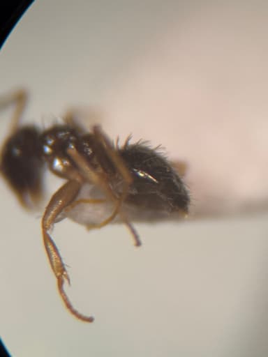 Nylanderia parvula photo 69