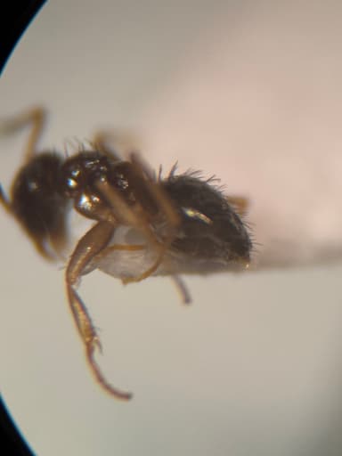 Nylanderia parvula photo 70
