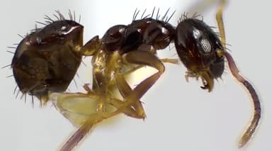 Nylanderia parvula photo 71
