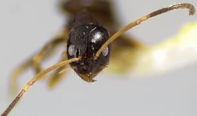 Nylanderia parvula photo 73