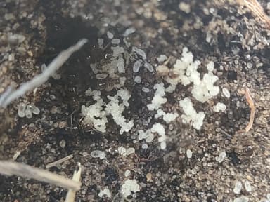 Nylanderia parvula photo 74