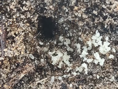 Nylanderia parvula photo 75
