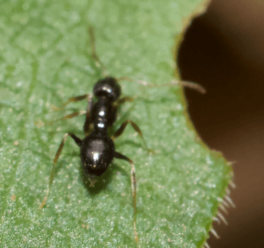 Nylanderia parvula photo 81