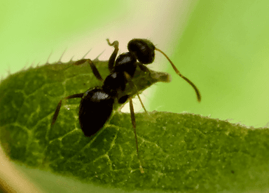Nylanderia parvula photo 82
