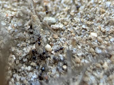 Nylanderia parvula photo 86