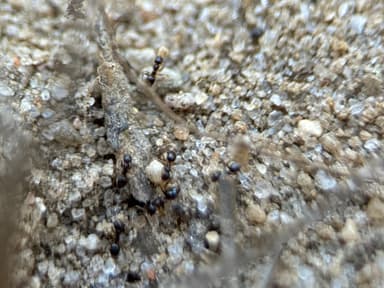 Nylanderia parvula photo 87
