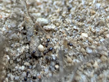 Nylanderia parvula photo 88