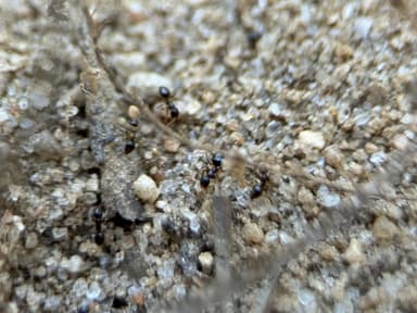 Nylanderia parvula photo 89