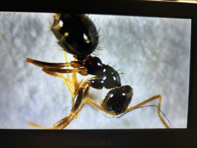 Nylanderia parvula photo 91