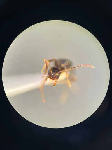 Nylanderia parvula photo 98