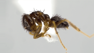 Nylanderia parvula photo 99