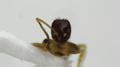 Nylanderia parvula photo 100